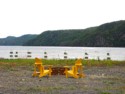 Yellow adirondack chairs